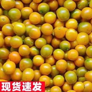 脆皮小金桔阳朔黄金桔新鲜水果桔子5斤当季桂林脆甜金桔橘子