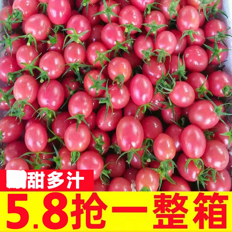 正宗千禧圣女果5斤小番茄新鲜水果当季自然熟蔬菜小西红柿生包邮