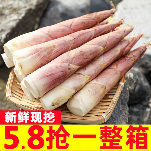 天目山雷笋新鲜现挖鲜竹笋
