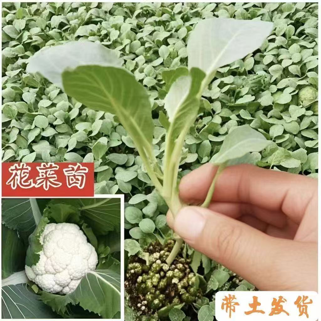 青梗松花菜苗秧苗散菜花苗西兰花