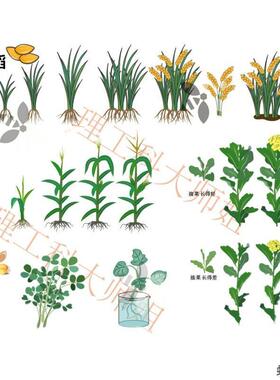 【农作物类】AI科研绘图素材库-生物医学素材可编辑矢量