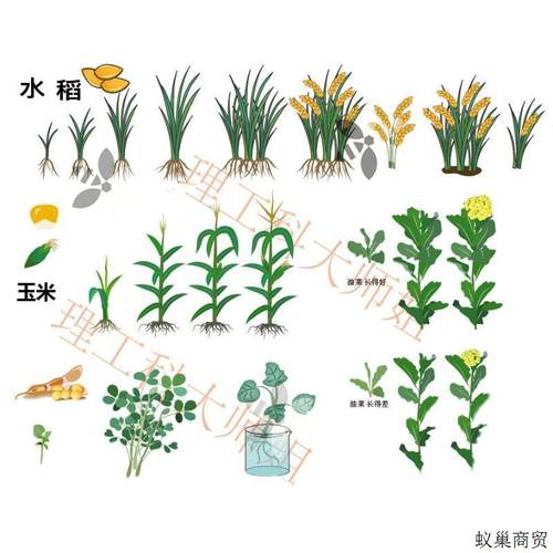 【农作物类】AI科研绘图素材库-生物医学素材可编辑矢量