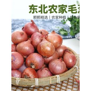 东北毛葱头农家特产新鲜种籽栽子5斤鬼干小洋葱头迷你圆红葱头