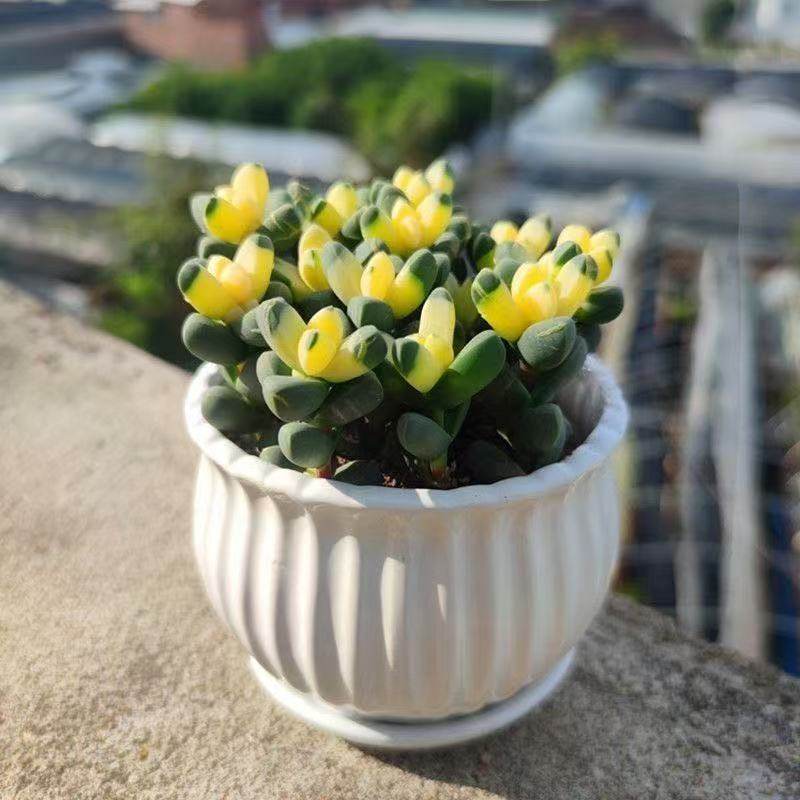 鹿角海棠锦多肉植物可爱萌肉肉桌面阳台绿植花卉盆栽净化,鲜花速递/花卉仿真/绿植园艺,多肉植物,淘宝优惠券,粉丝福利购,淘宝优惠卷