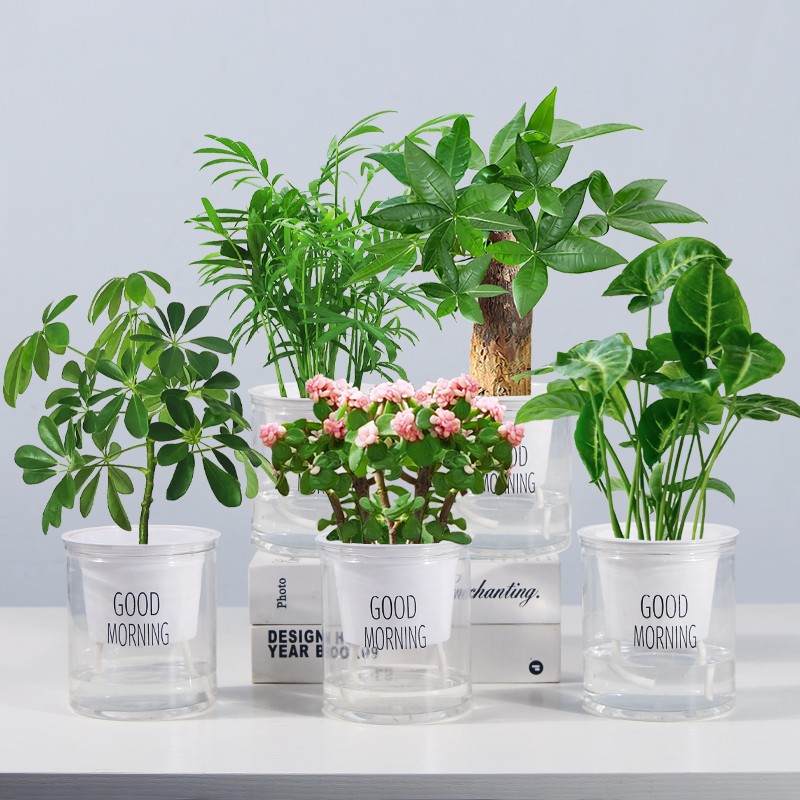 发财树绿萝办公室桌面小绿植