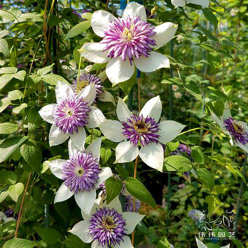 伟伟园艺 铁线莲幻紫 双色重瓣 f系经典四季开花盆栽庭院阳台露台