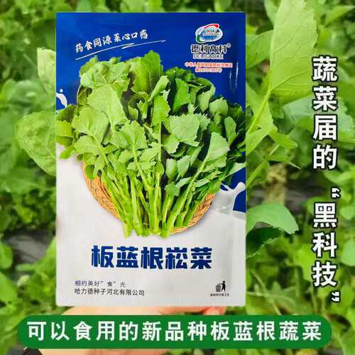 板蓝根崧菜青菜种子嫩叶苔茎菜清甜鲜脆农家阳台盆栽春播