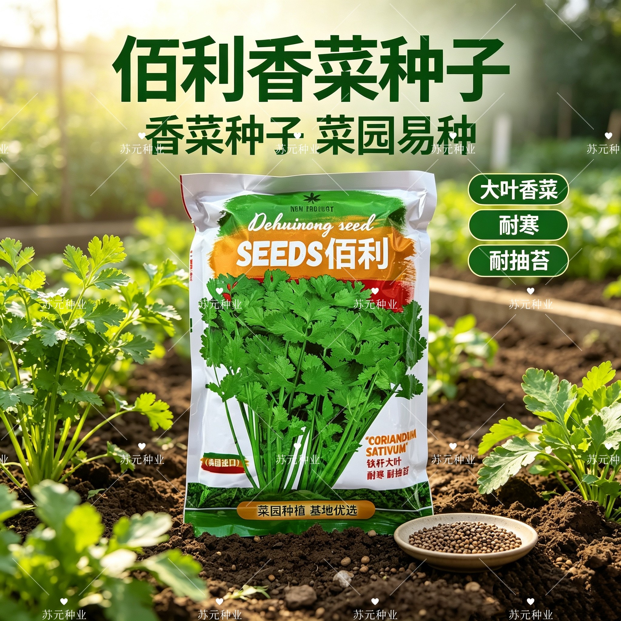 佰利耐热耐寒香菜大叶香菜种子芫荽四季阳台种菜种籽盆栽农家大田
