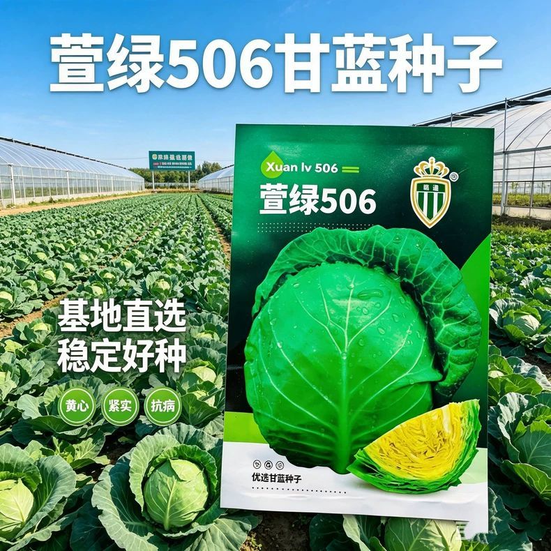 璐通萱绿506甘蓝种子黄心圆球包菜55-58天耐裂春秋卷心菜蔬菜种籽