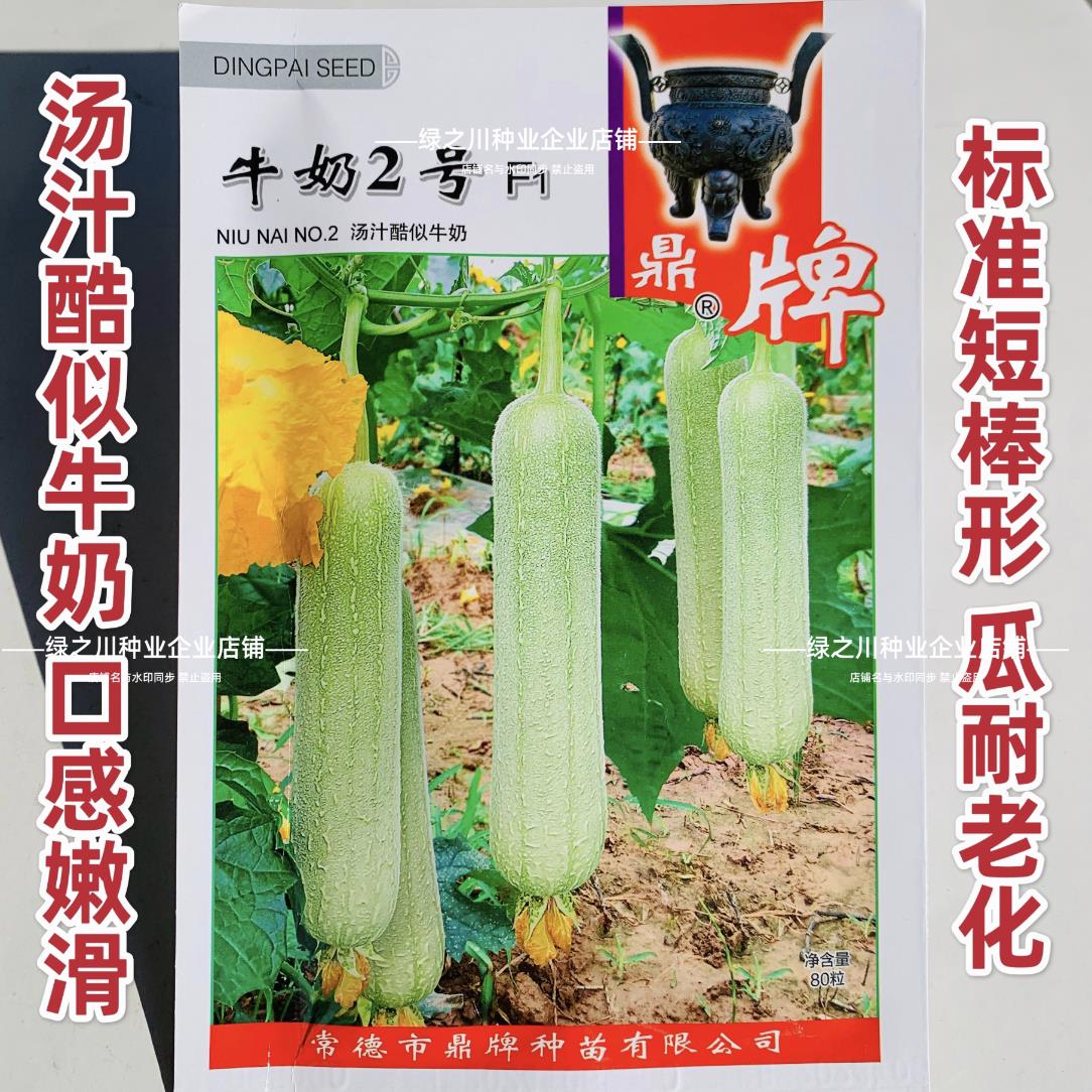 白丝瓜种子新品种嫩滑牛奶2号牛奶丝瓜种孑高产春夏蔬菜种籽