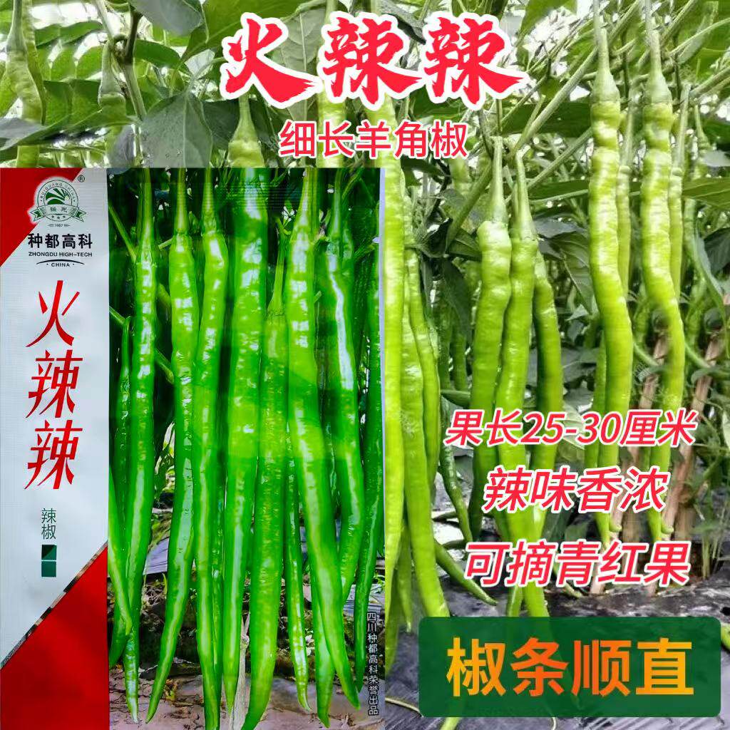 火辣辣线椒种子辣椒种籽细长羊角椒薄皮线椒种籽辣味香浓干鲜两用