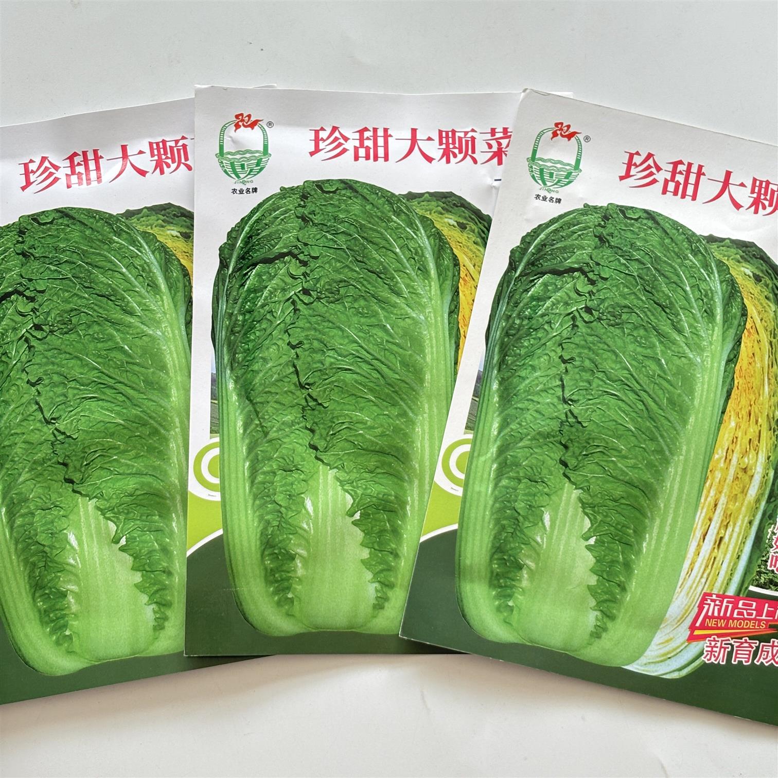珍甜大颗菜青麻叶大白菜种子绿帮黄芯鲜嫩高产抗病商品性好秋季播
