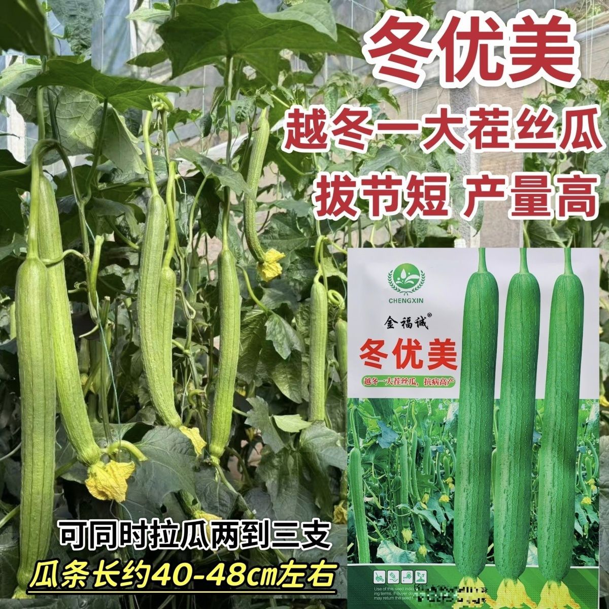 山东寿光特长丝瓜种子冬优美香丝瓜种籽越冬一大茬丝瓜种子产量高
