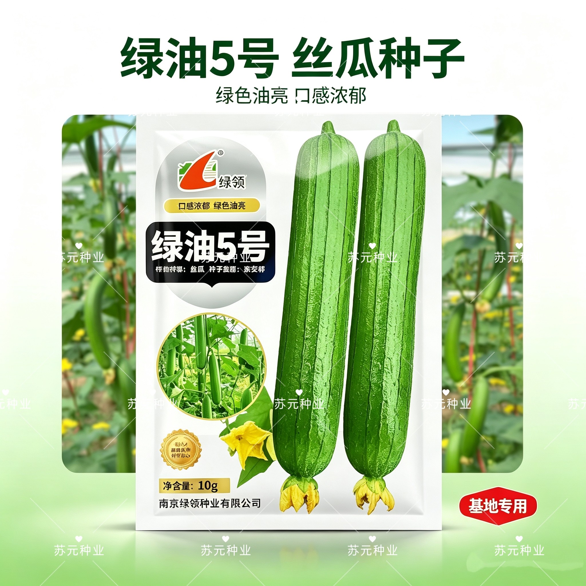 绿领绿油5号丝瓜种子早熟杂交短棒油绿肉丝瓜种籽肉厚味浓口感好