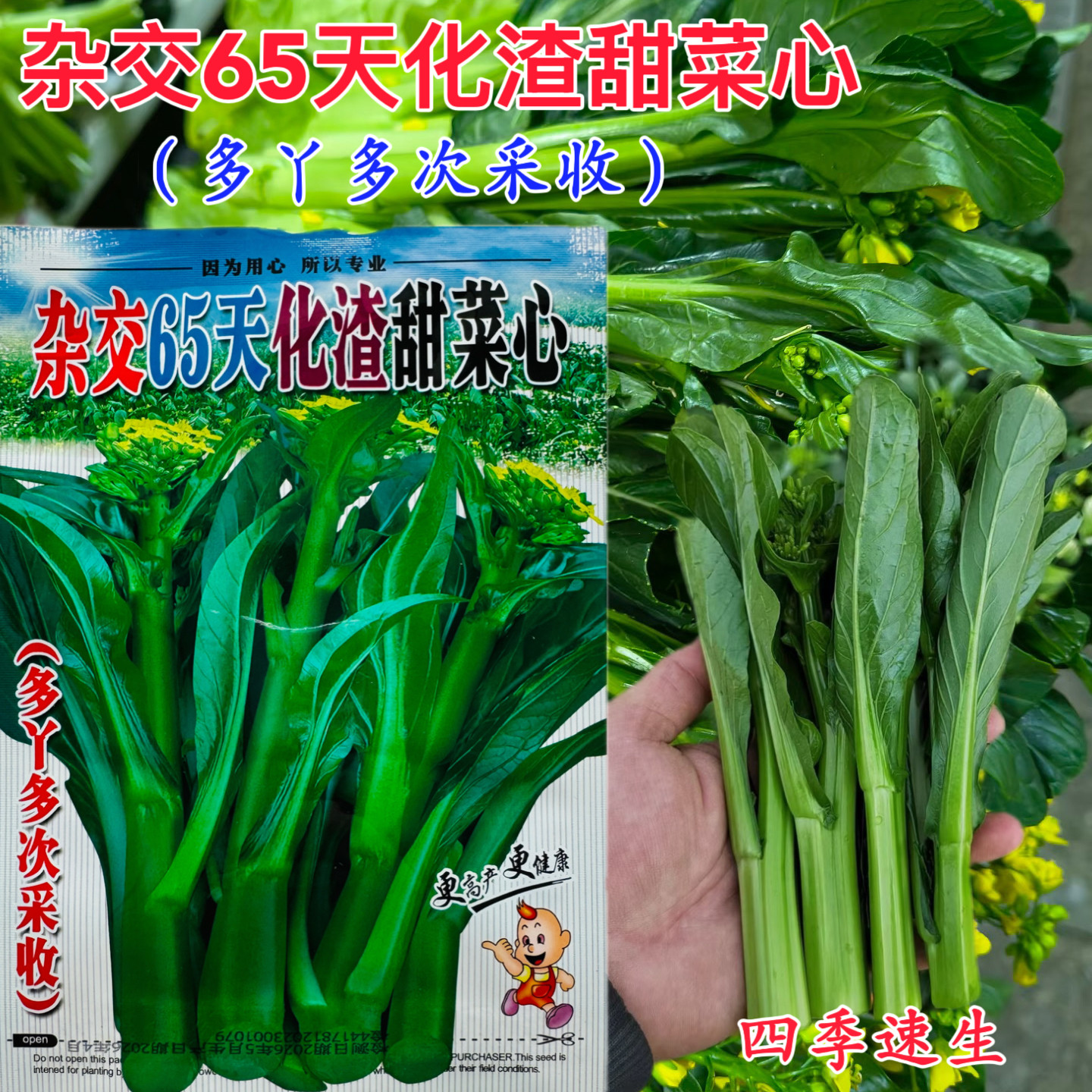 65天化渣甜菜心早熟四季菜心广东四季油青菜心