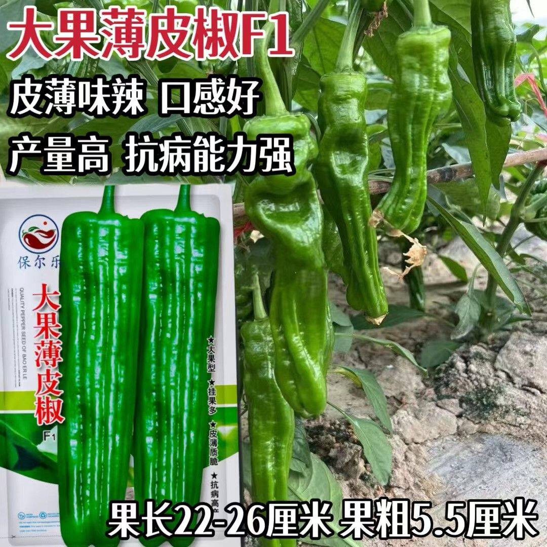 大果薄皮椒种子大果高产春秋播种微辣薄皮抗病大椒蔬菜籽大田播种