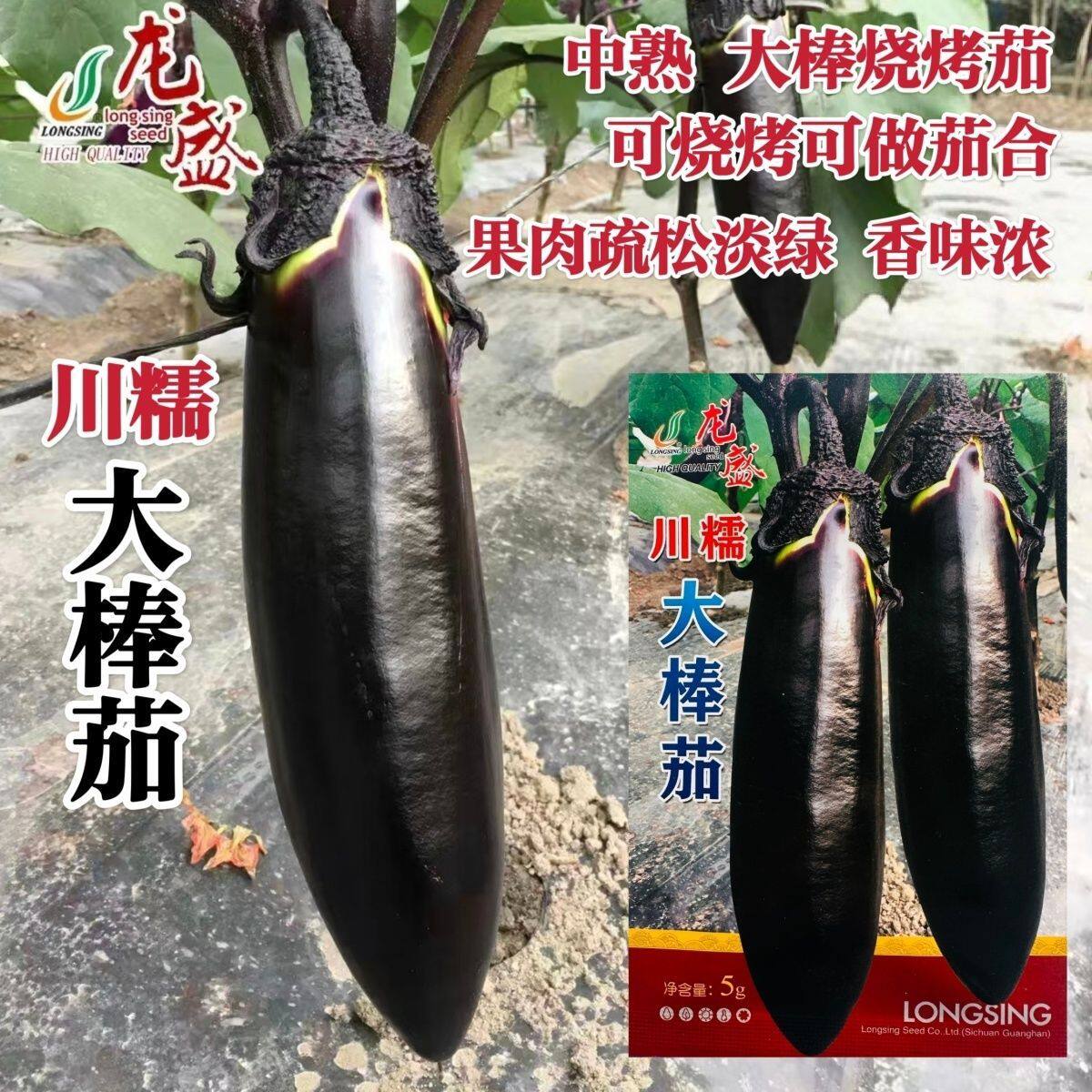 川糯大棒茄子种子早熟粗棒顺直油黑亮绿黑茄子种籽果肉淡绿烧烤茄