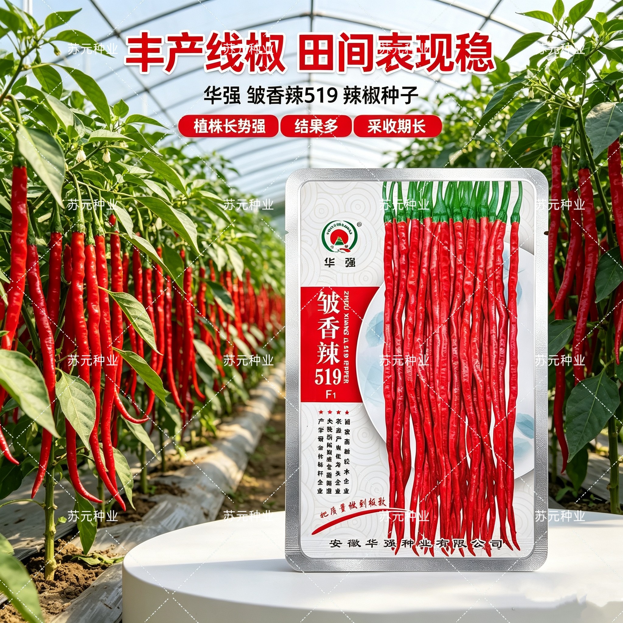 皱香辣519辣椒种子早熟细长皱皮螺线本地辣椒种籽大田蔬菜种孑子