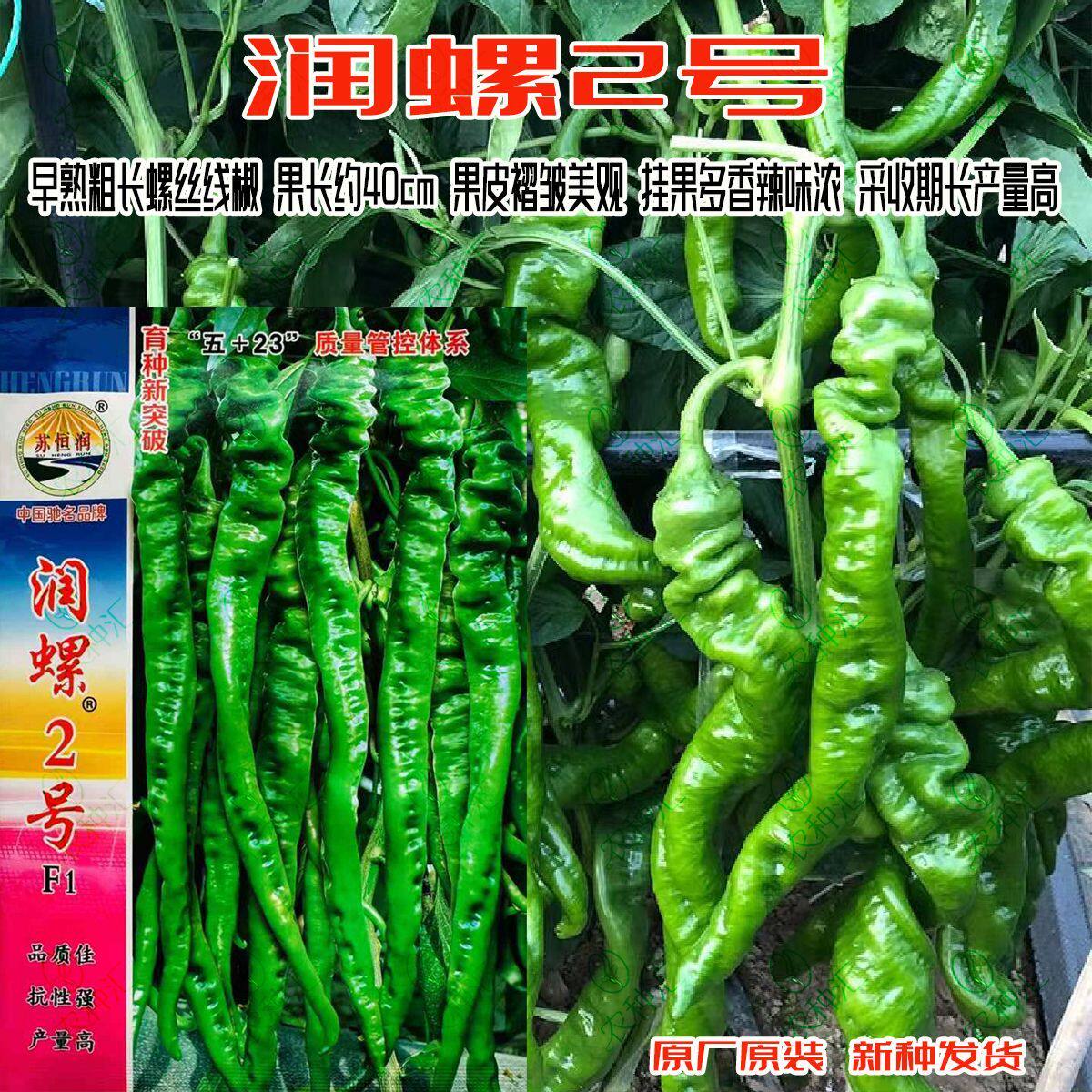润螺2号辣椒种子早熟杂交精长螺丝线椒种籽辣味香浓春秋播种高产