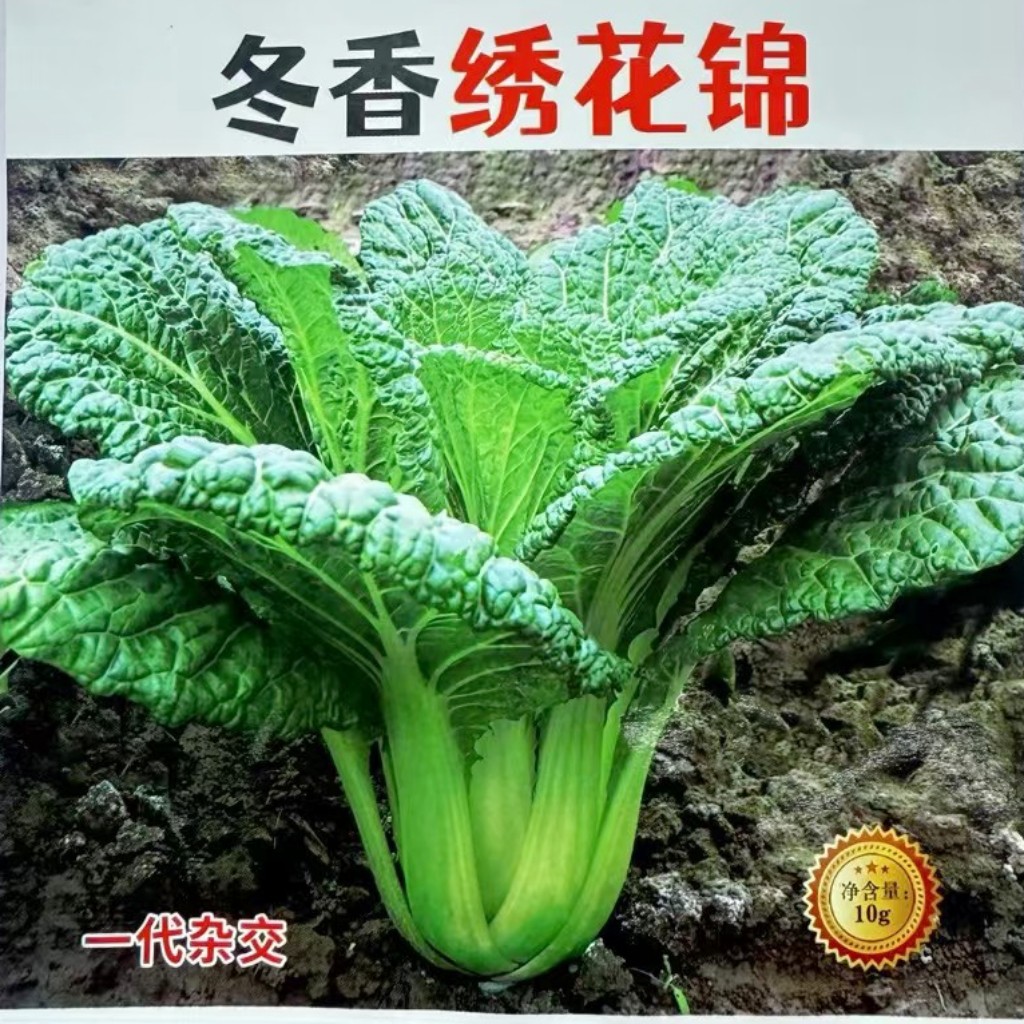 冬香绣花锦青菜种子墨绿叶香青菜种籽农家秋播阳台盆栽蔬菜种孑籽
