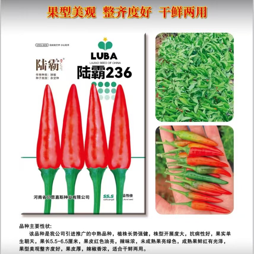 陆霸236朝天椒杂交一代大果朝天椒 果型顺直抗病丰产露地蔬菜种子
