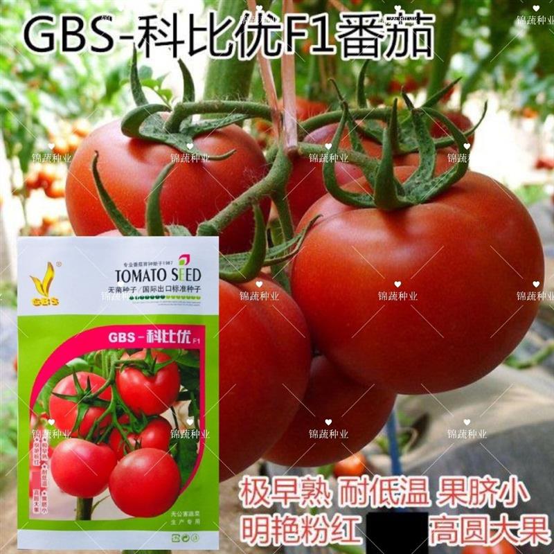 GBS-科比优番茄种子番茄种子春秋基地播番茄蔬菜种籽大红果西红柿