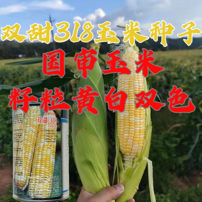 双甜318双色水果玉米种子水果甜超甜种籽四季生吃春季夏蔬菜种孑