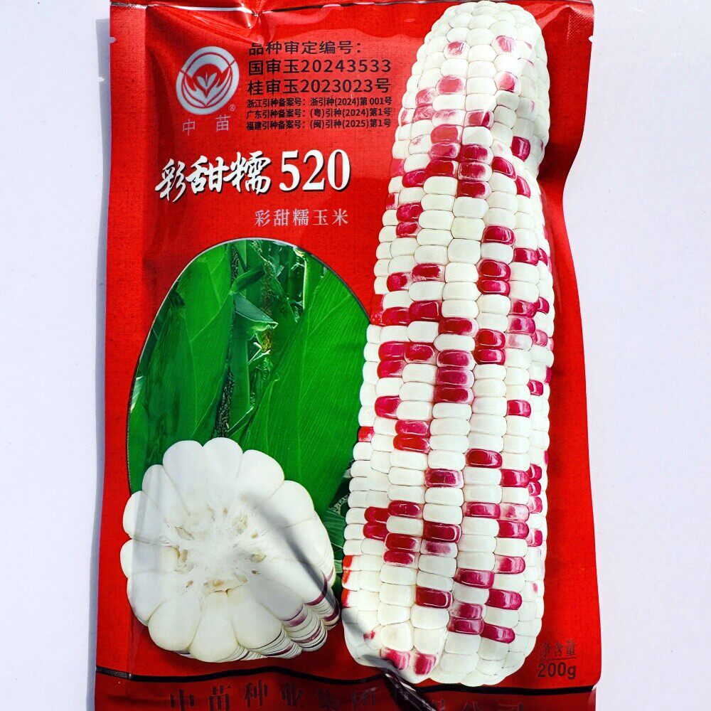 彩甜糯520玉米种子鲜食彩甜糯玉米种籽甜糯大棒彩色苞谷种孑