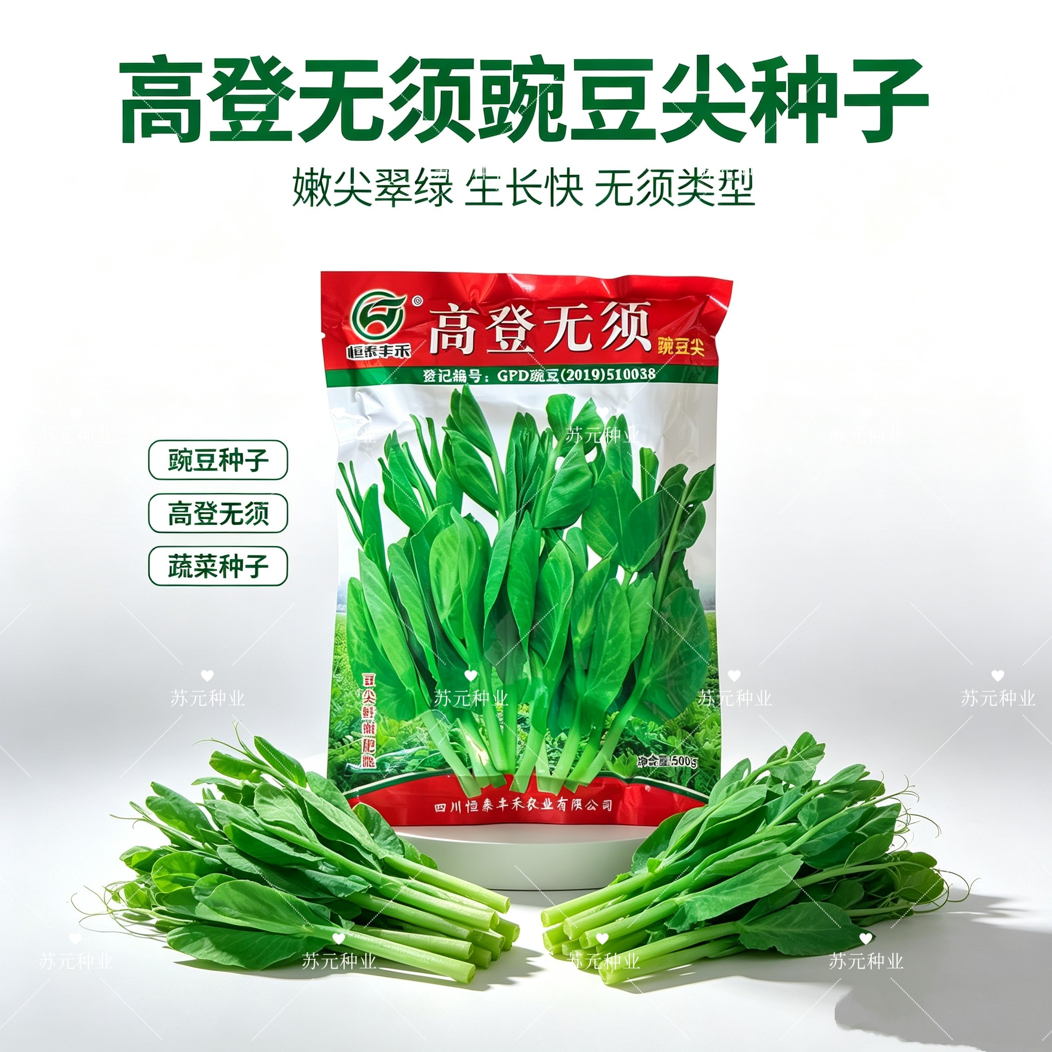 高登无须豌豆尖种子早熟无须嫩豆苗籽适应性强耐寒抗病生长速度快