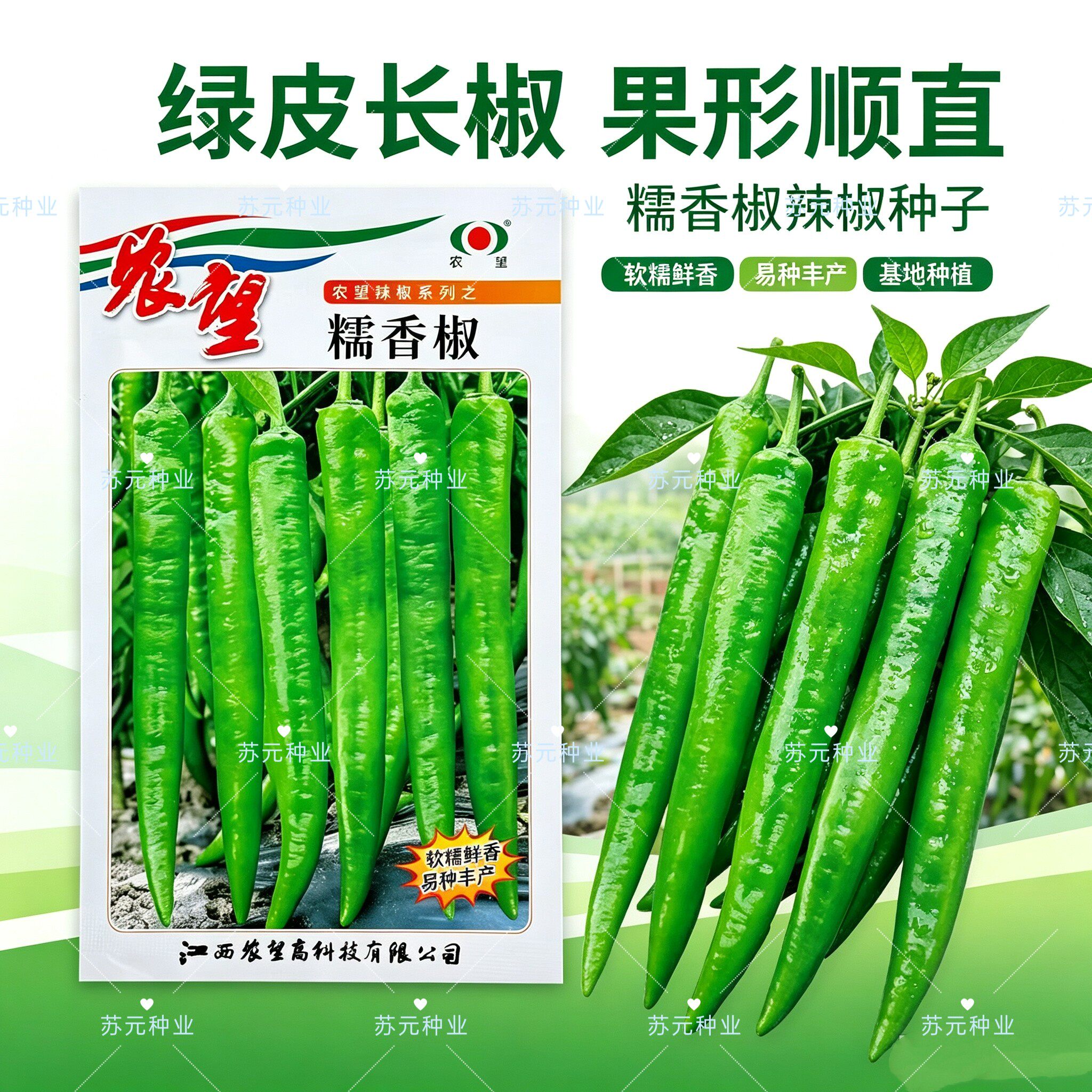 农望糯香椒辣椒种子 早熟淡绿果羊角椒种籽香辣春秋播种高产