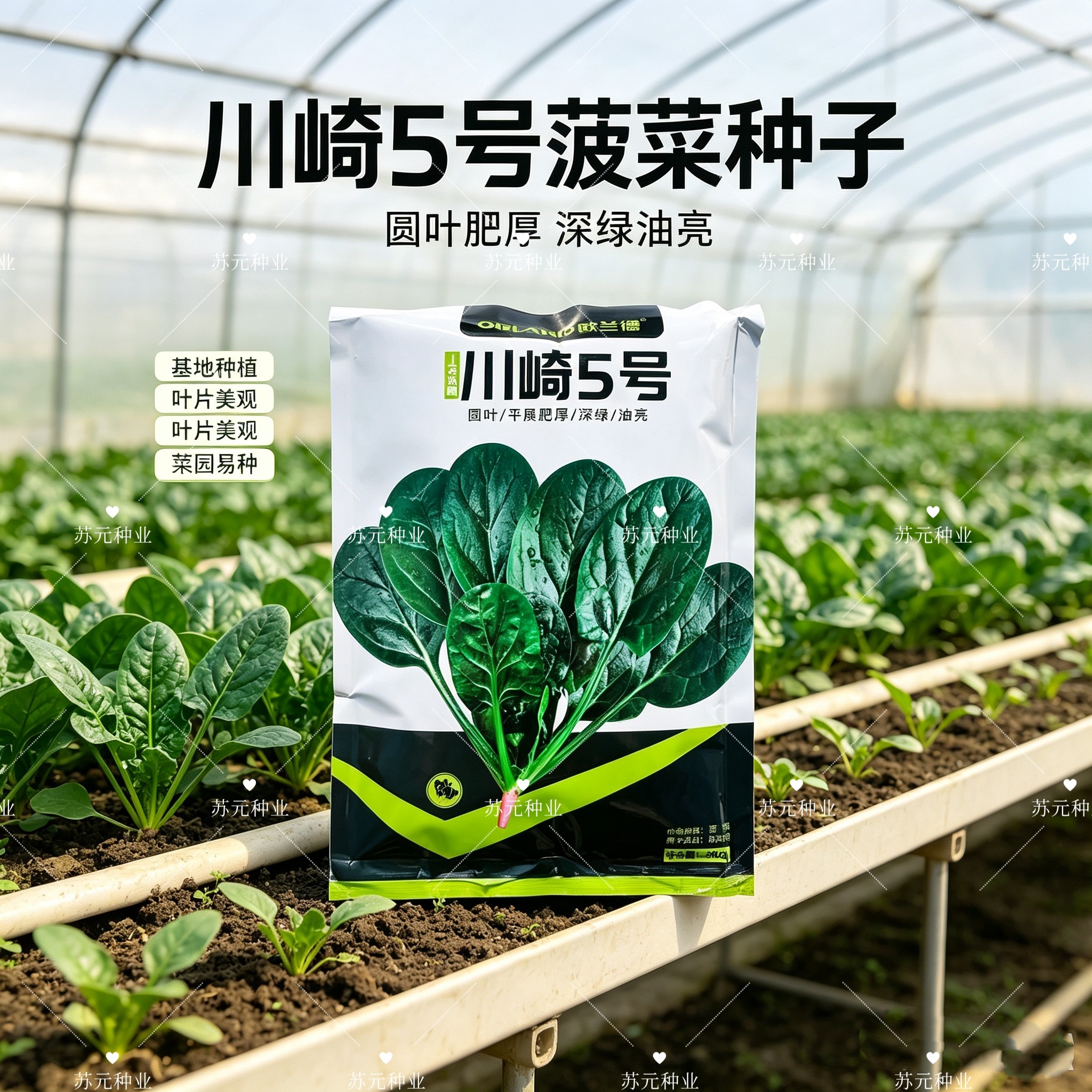 菠菜种子川崎5号菠菜籽耐寒深绿油亮叶片肥厚圆叶菠菜种籽