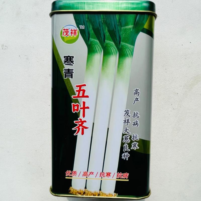 寒青五月齐大葱种子春秋播种高产大葱种籽