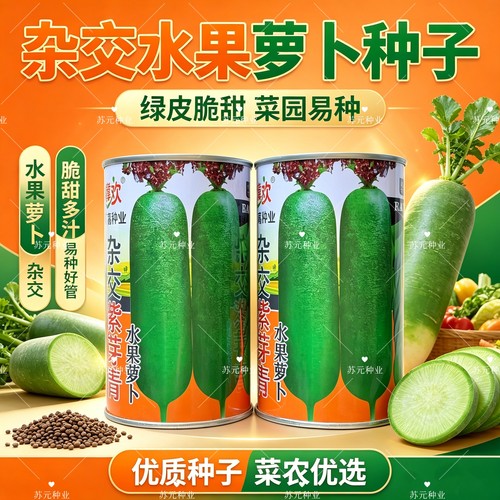 杂交紫芽青水果萝卜种子高产耐寒抗病南北方农家大田秋季播萝卜籽