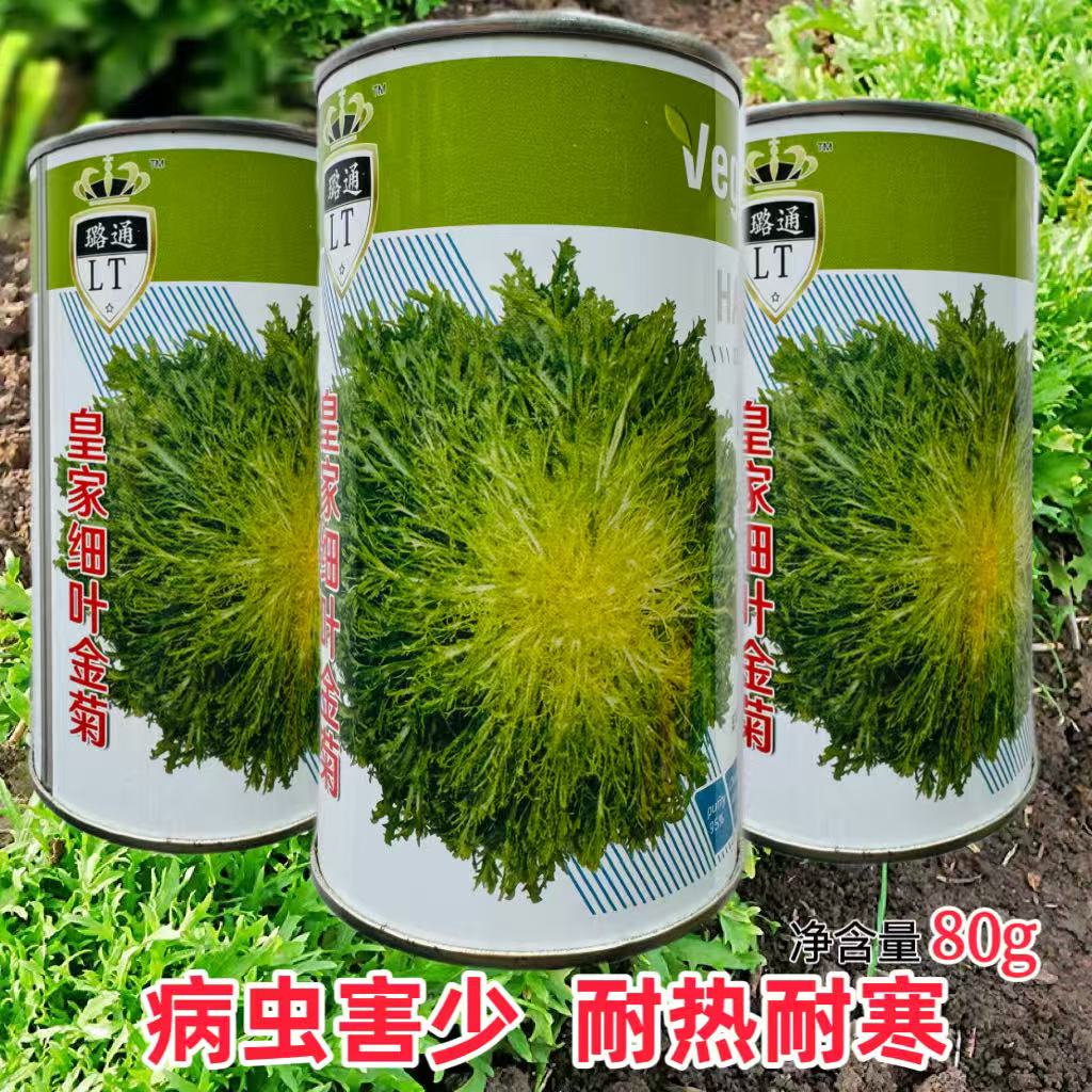皇家细叶金菊苦菊种子碎叶黄心苦苣种籽南方北方春秋四季蔬菜种子