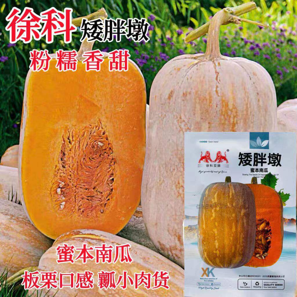 矮胖墩蜜本南瓜种子两用型粉糯香甜瓜型美观口感甜脆肉质密致细腻