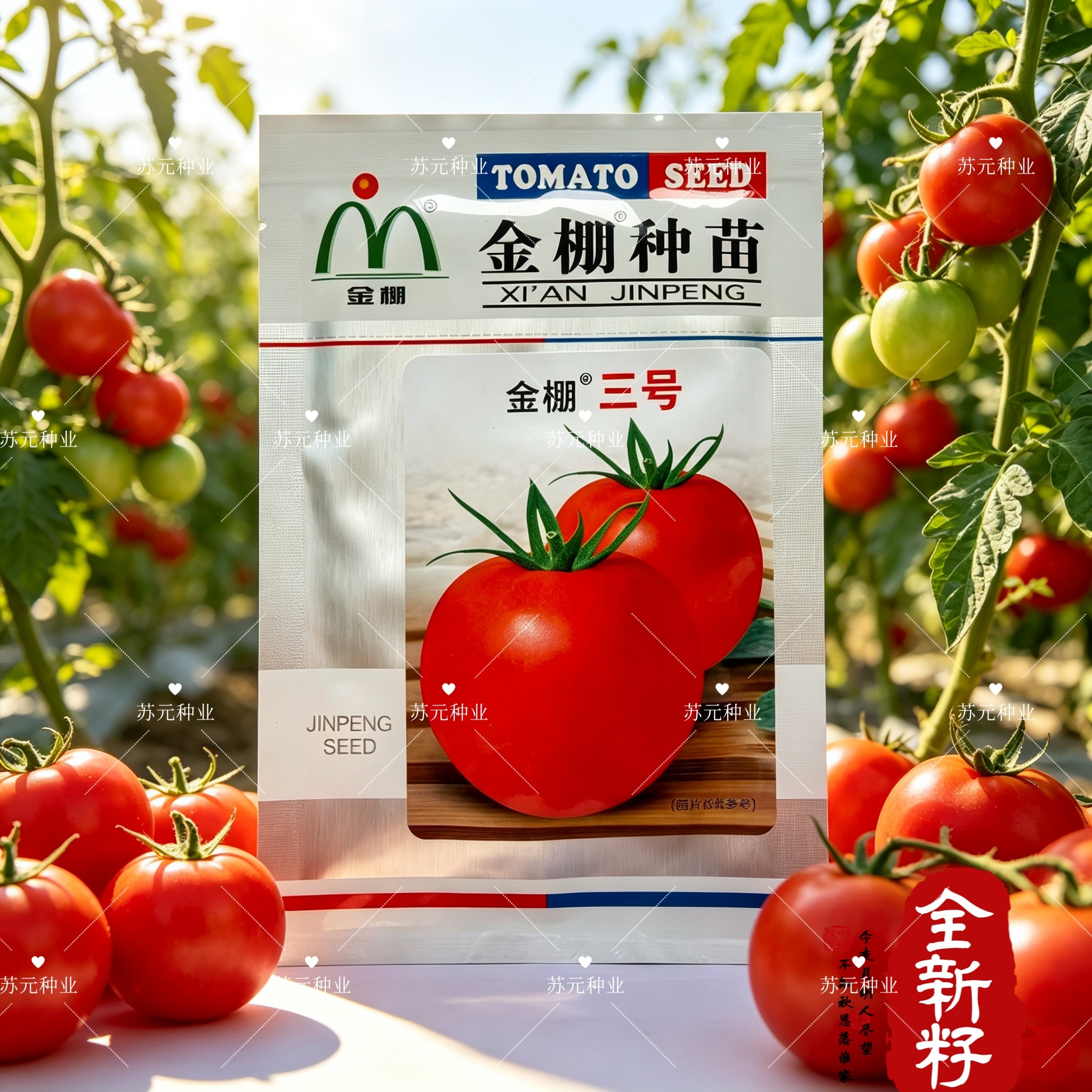 金棚种苗金棚三号无限生长大红番茄种子金棚西红柿 光泽度好