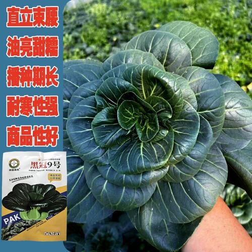 黑冠9号青梗菜种子直立束腰软糯香甜黑绿油亮四季青菜苏州青种籽