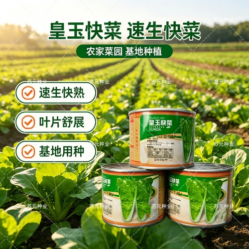 北京硕源皇玉快菜小白菜种子杂交25天采收四季播种耐热抗病较耐寒