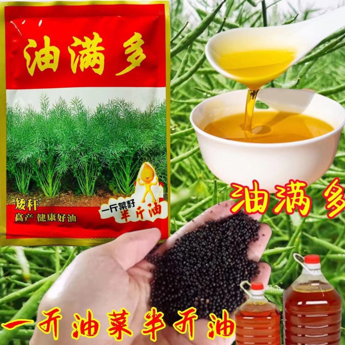 油满多油菜籽抗病抗倒伏矮杆油菜种籽高产油菜种榨油用油菜花种子