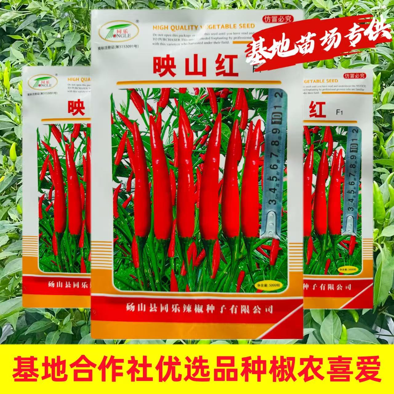 映山红辣椒种子香辣单生大果朝天椒指天椒小米椒望天椒春秋播