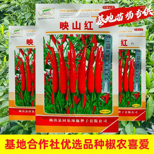 映山红辣椒种子香辣单生大果朝天椒指天椒小米椒望天椒春秋播