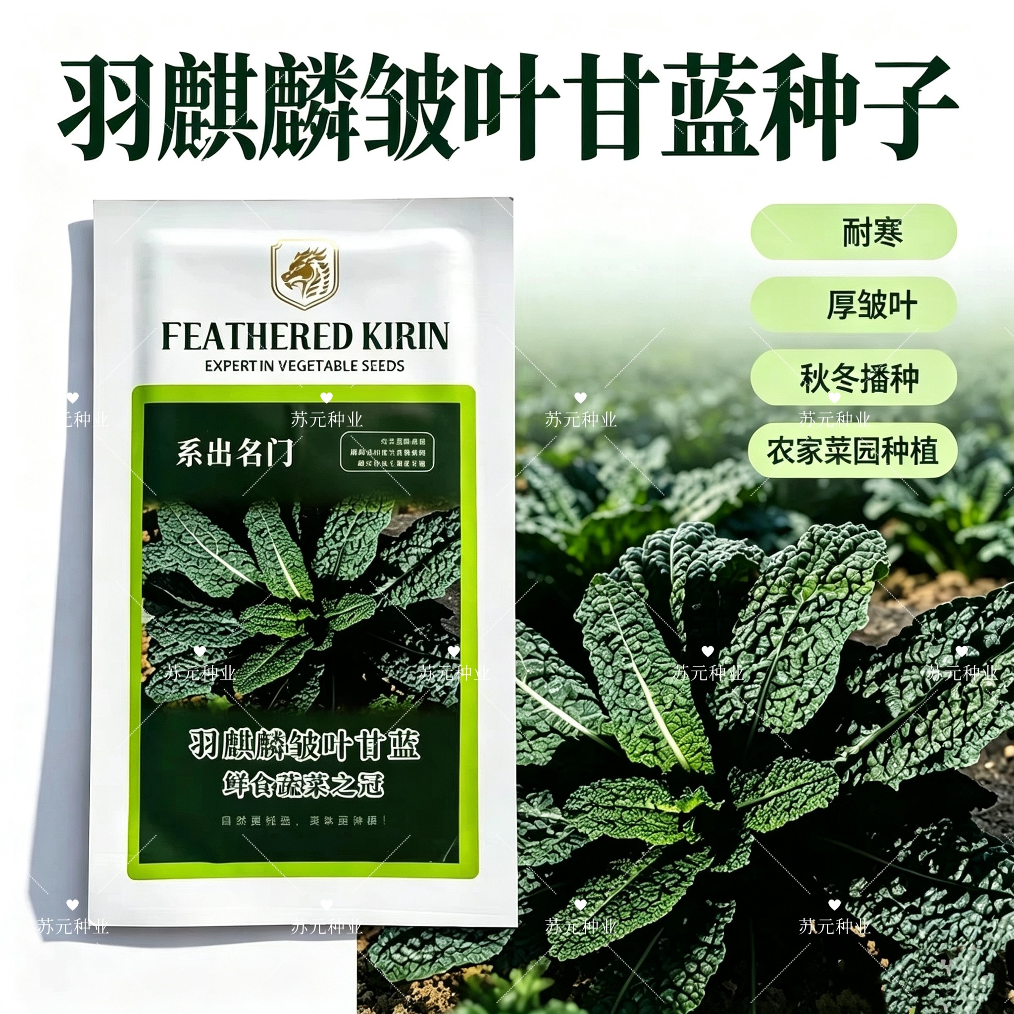 羽麒麟皱叶菜进口鲜食黑宝石羽衣甘蓝耐寒种子高品质大田高端种植