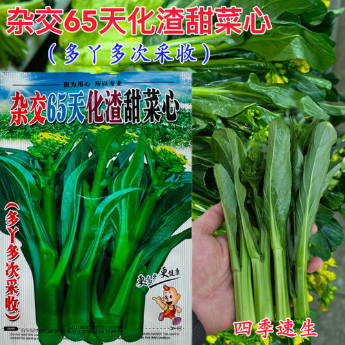 杂交65天化渣甜菜心种子多丫多次采收30到35天收获阳台盆栽蔬菜种