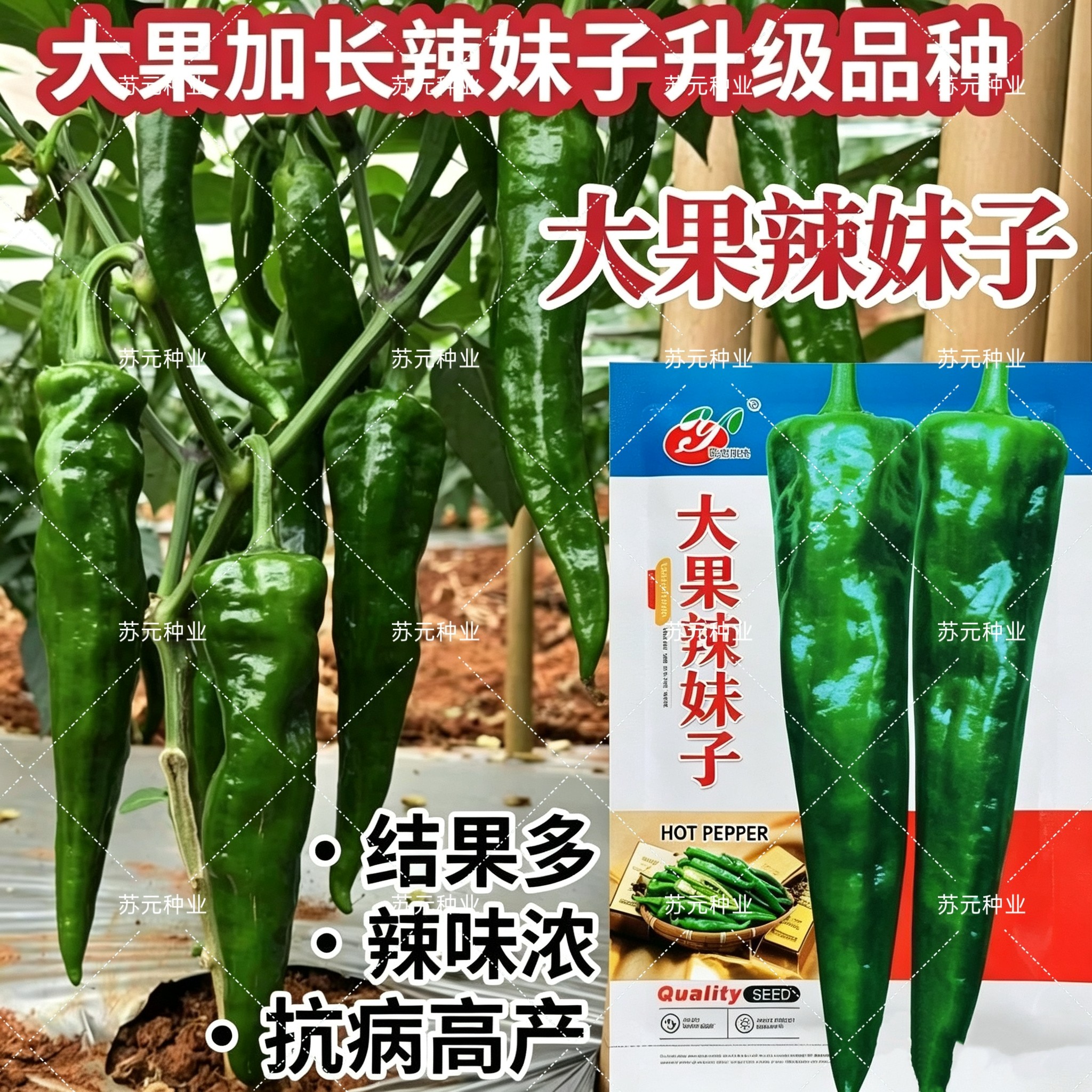 皖北阳光大果辣妹子辣椒种子小叶早熟特辣浓辣青红两用抗病强高产