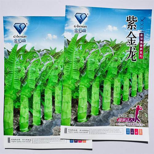 紫金龙尖叶莴笋种子茎长棒皮浅青肉嫩脆较抗寒秋冬早春种植