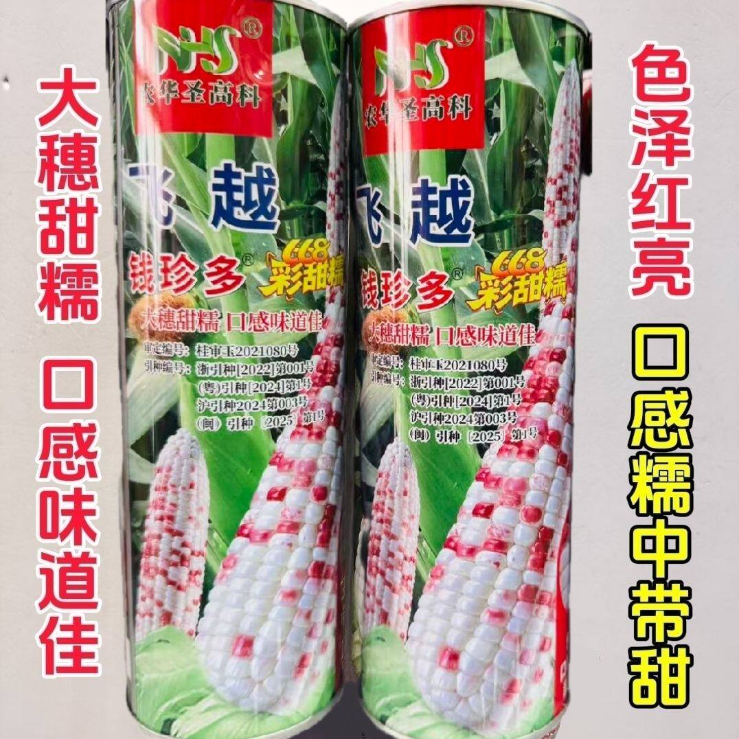 钱珍多668彩甜糯玉米种籽大田高产春播甜糯玉米种花彩粘玉米种子