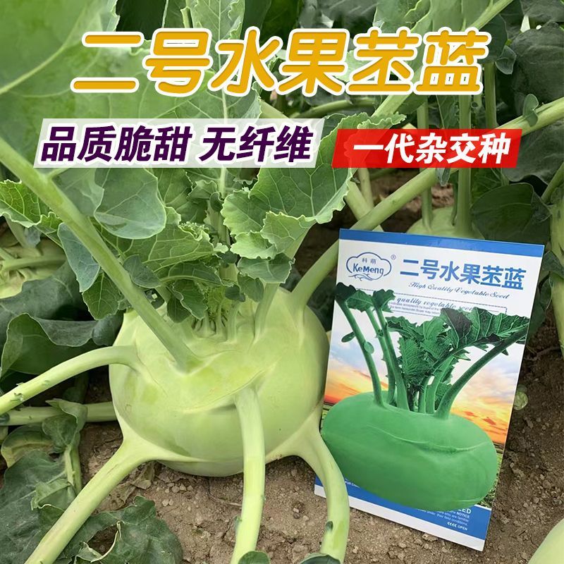二号水果苤蓝种子春秋两季栽培苤蓝种子品质脆甜无纤维口感佳苤蓝