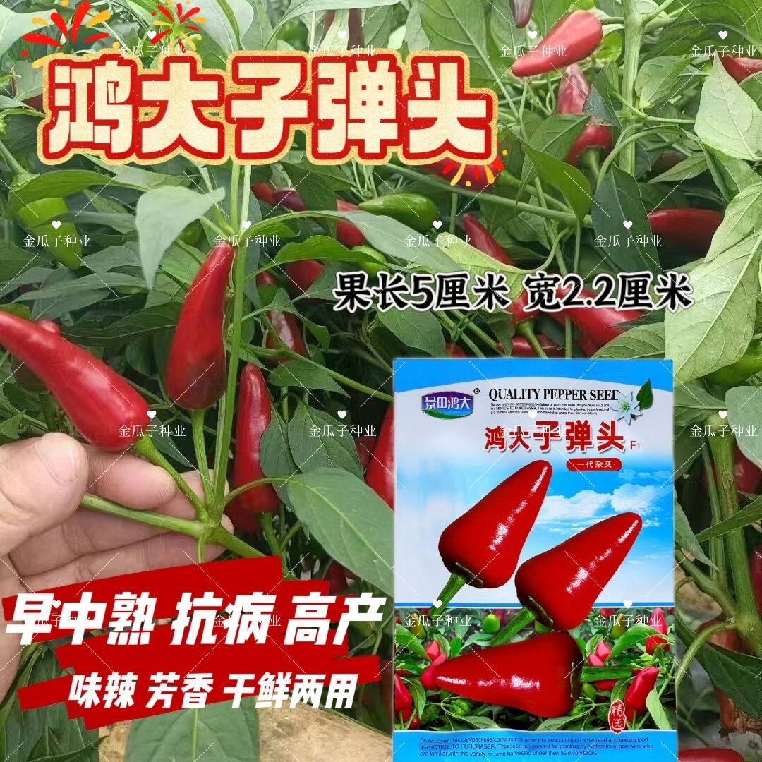 鸿大子弹头朝天椒种子早中熟单生钝圆辣椒种子干椒枣红色味辣抗病