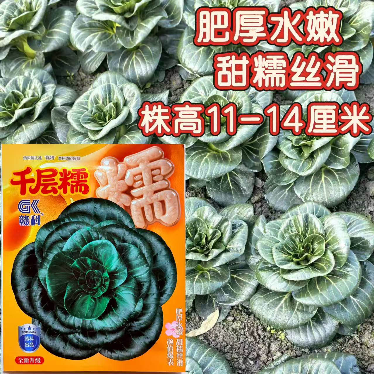 赣科千层糯青菜种子矮脚黑叶苏州青肥厚甜糯农家秋冬播种蔬菜种籽