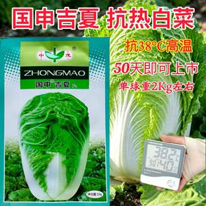 国申吉夏白菜种子抗热夏播夏阳50天早熟白菜反季节耐高温蔬菜种子